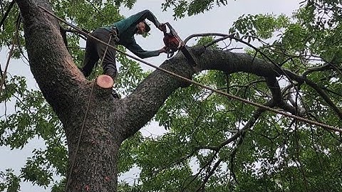 Cưa  hai  cây  xà  cừ  nghiên  vào  nhà  .Công  ty xi  măng  hà  tiên. Cưa  cây  kỷ  thuật  cao