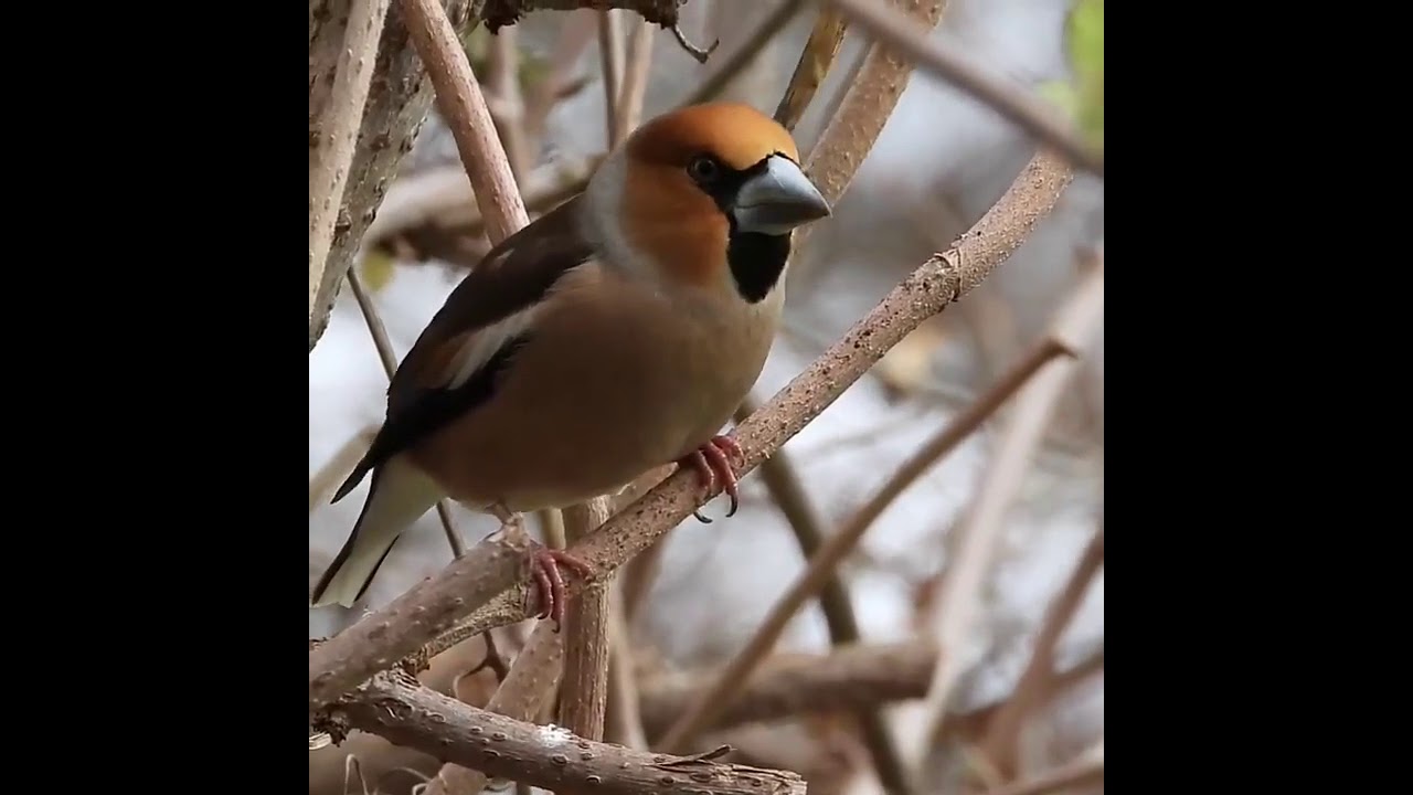 kernbeisser beautiful bird 