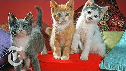 Before Lolcats, There Was Walter Chandoha: Master ...