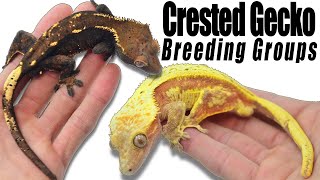 2023 Frappucino Crested Gecko Project and More!