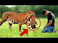 The Tigress Gave Her Cubs to This Man, Then He Did Something Unbelievable