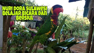 Nuri dora sulawesi belajar bicara dan bersiul