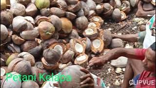 Bulan Rhamadhan 144 H. petani Kelapa pasrah dengan harga