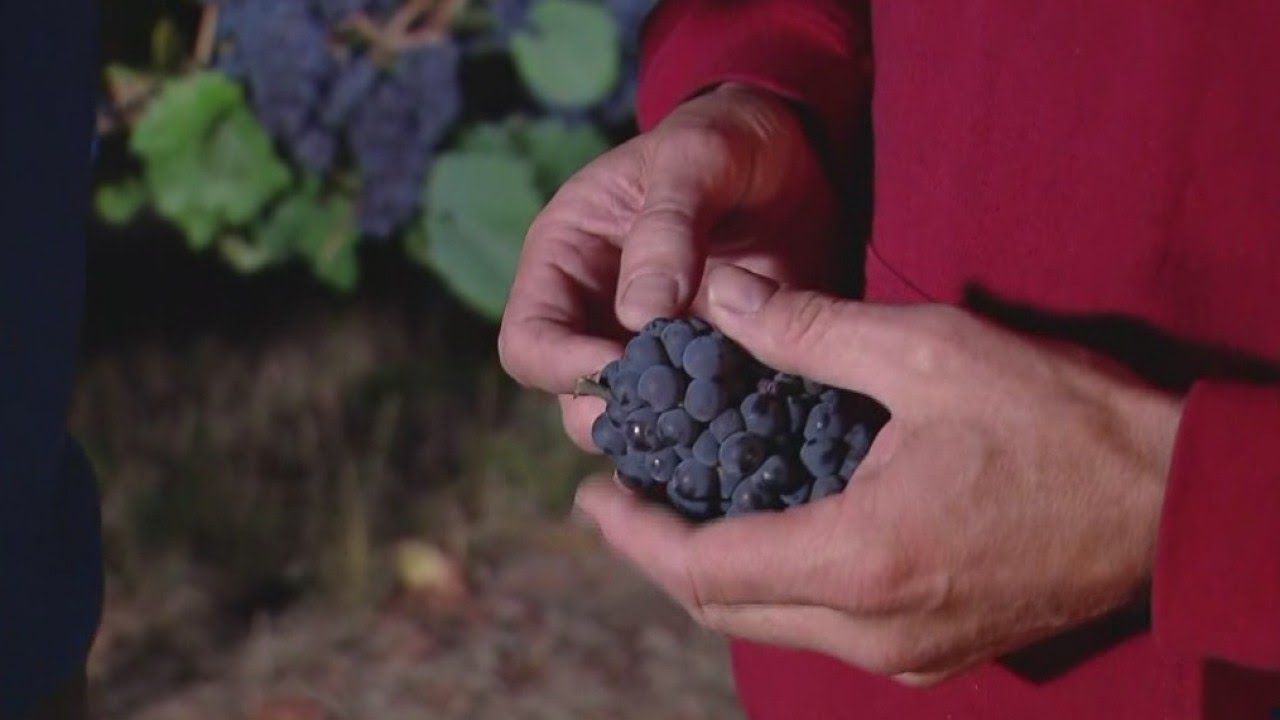 36th annual Grape Stomping Festival