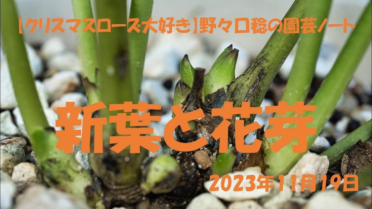 2023.11.19 New leaves and flower buds - YouTube