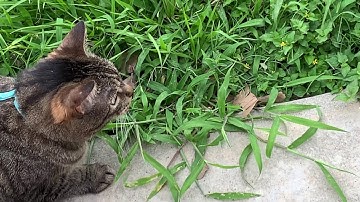 Vector - Unleashed and Unplugged! (with Elista)