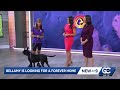 Mutts and Meows: Bellamy, a smart and confident pup, looks for a forever home