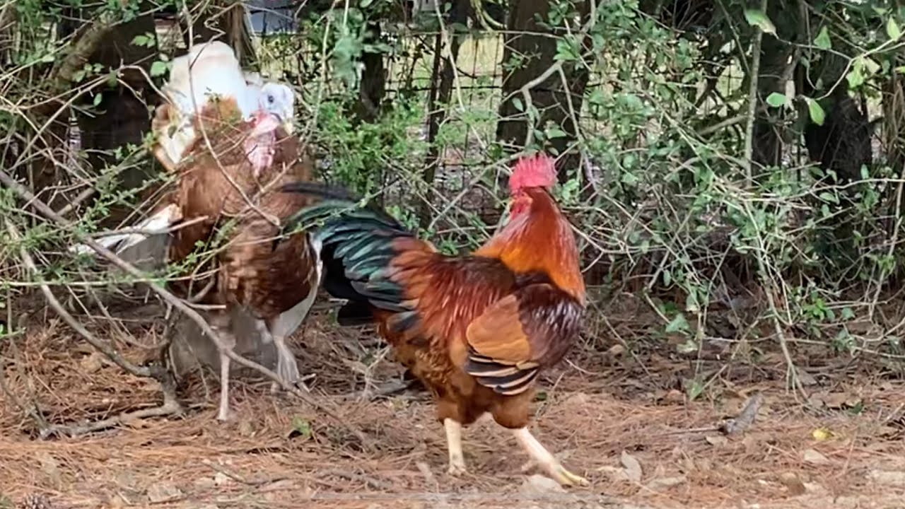 Turkey vs Rooster. This happens right on Thanksgiving. Turkey became crazy on Thanksgiving?