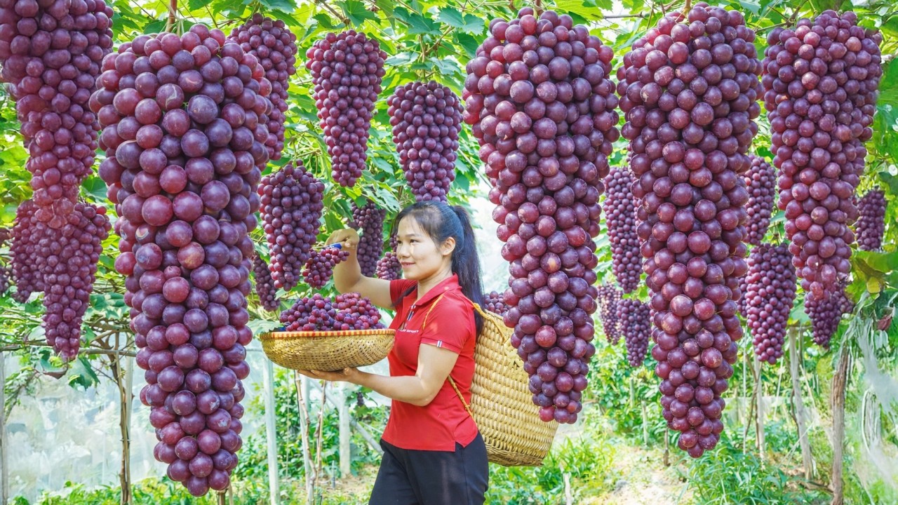 TIMELAPSE -- Harvesting The Giant Bunches Of Grapes And Take Them To The Market To Sell