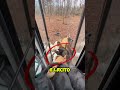 Estos 20 perros fueron adoptados 🐕