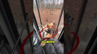 Estos 20 perros fueron adoptados 🐕