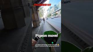 The pigeon had enough and flew into traffic 😕 #Pigeon #cycling #cycling #gulag #premises187