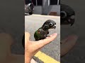 Crimson Bellied Conure Being Cute and Playful 😍🦜
