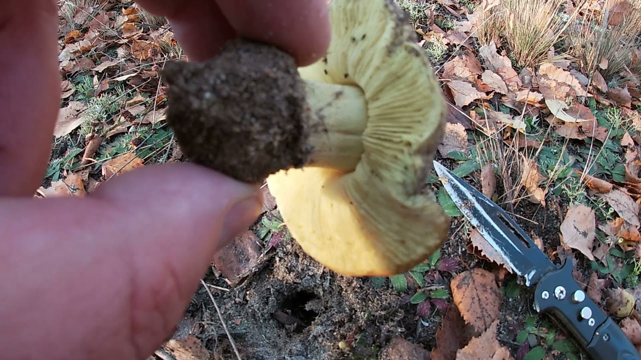 PIĘKNE GĄSKI SIWE, ZIELONKI,KURKI ORAZ KOZAKI.GRZYBY 2021...część1.https://buycoffee.to/pablopablito