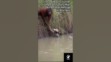"Orangutan Saves Man from Possible Croc Attack! 🦧❤️🐊 (Borneo Animal Refuge Miracle)"