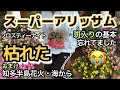 【スーパーアリッサム】フロスティーナイト枯れた原因は?おまけ花火を海側から(愛知県知多半島新舞子)