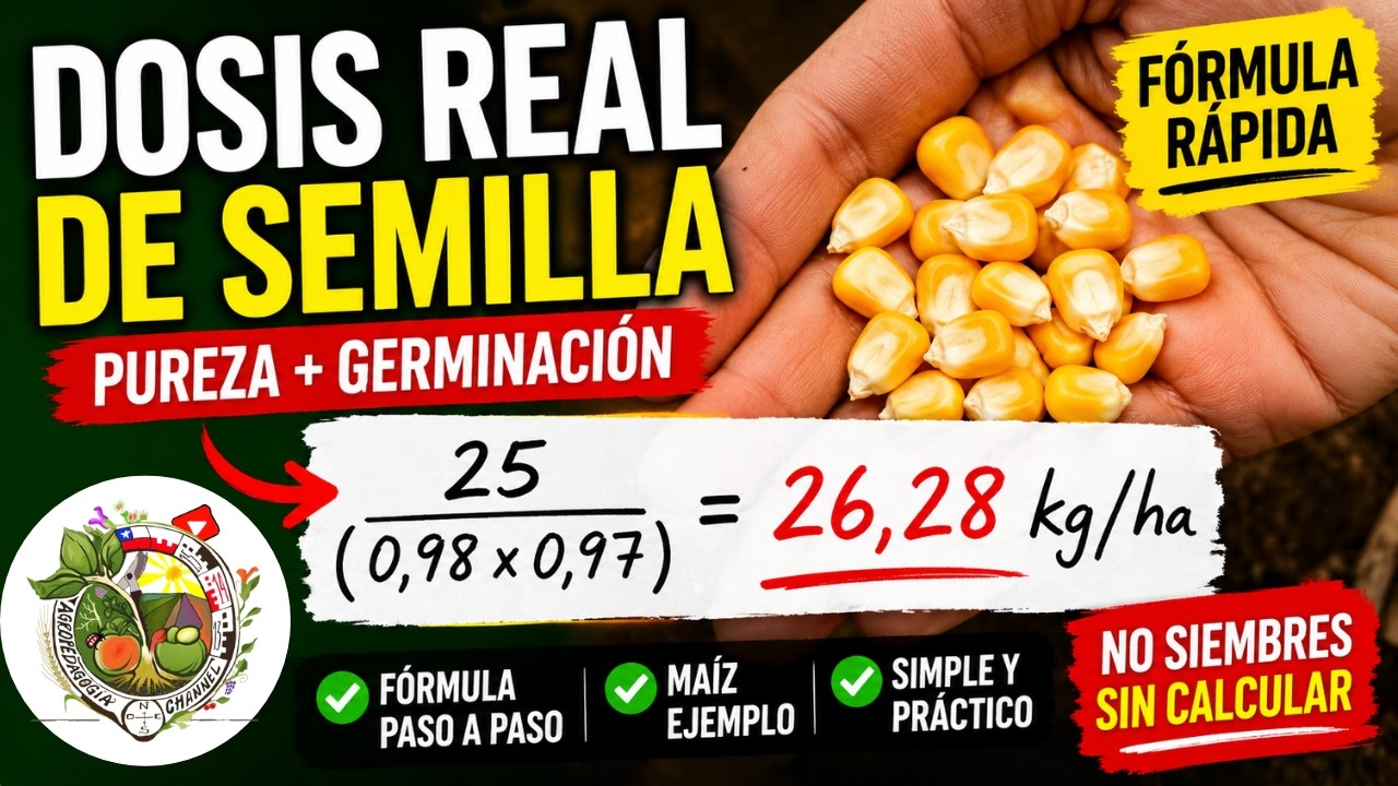 Cómo Calcular la dosis de semilla perfecta 🌱 | pureza y germinación