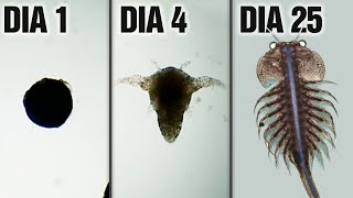 Evoluí um bicho microscópico de OVO até ADULTO (na vida real)