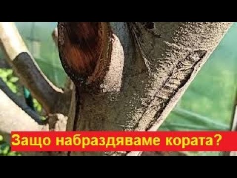 Видео: Ами ако кората на ябълково дърво се отлепи? Защо кората на стара и млада ябълка се напуква и отлепя? Какво може да се обработва? Причини