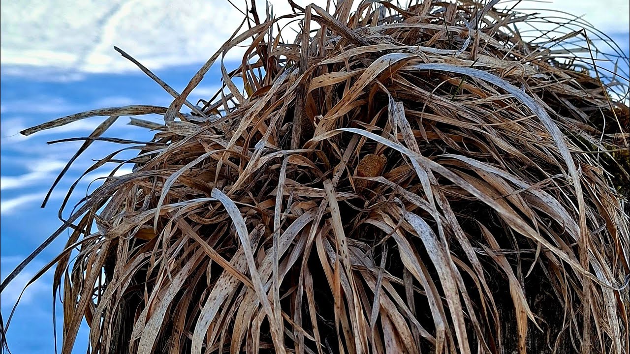 Der Umzug zieht durch die historische Innenstadt von Isny im Allgäu. #fasnetsumzug  #narrensprung 