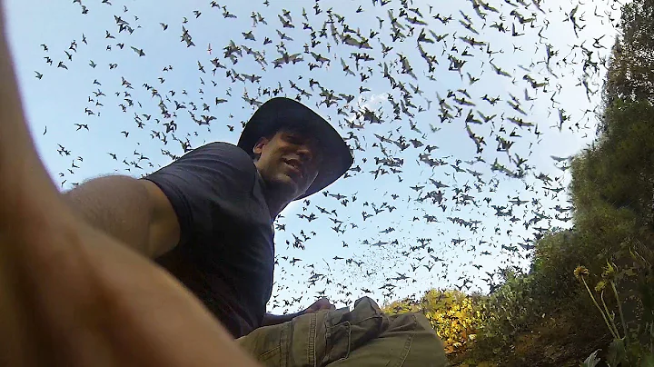GoPro: One Million Bats - DayDayNews