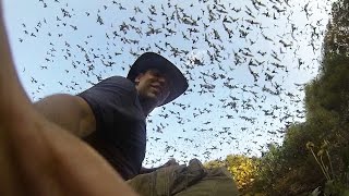 GoPro: One Million Bats
