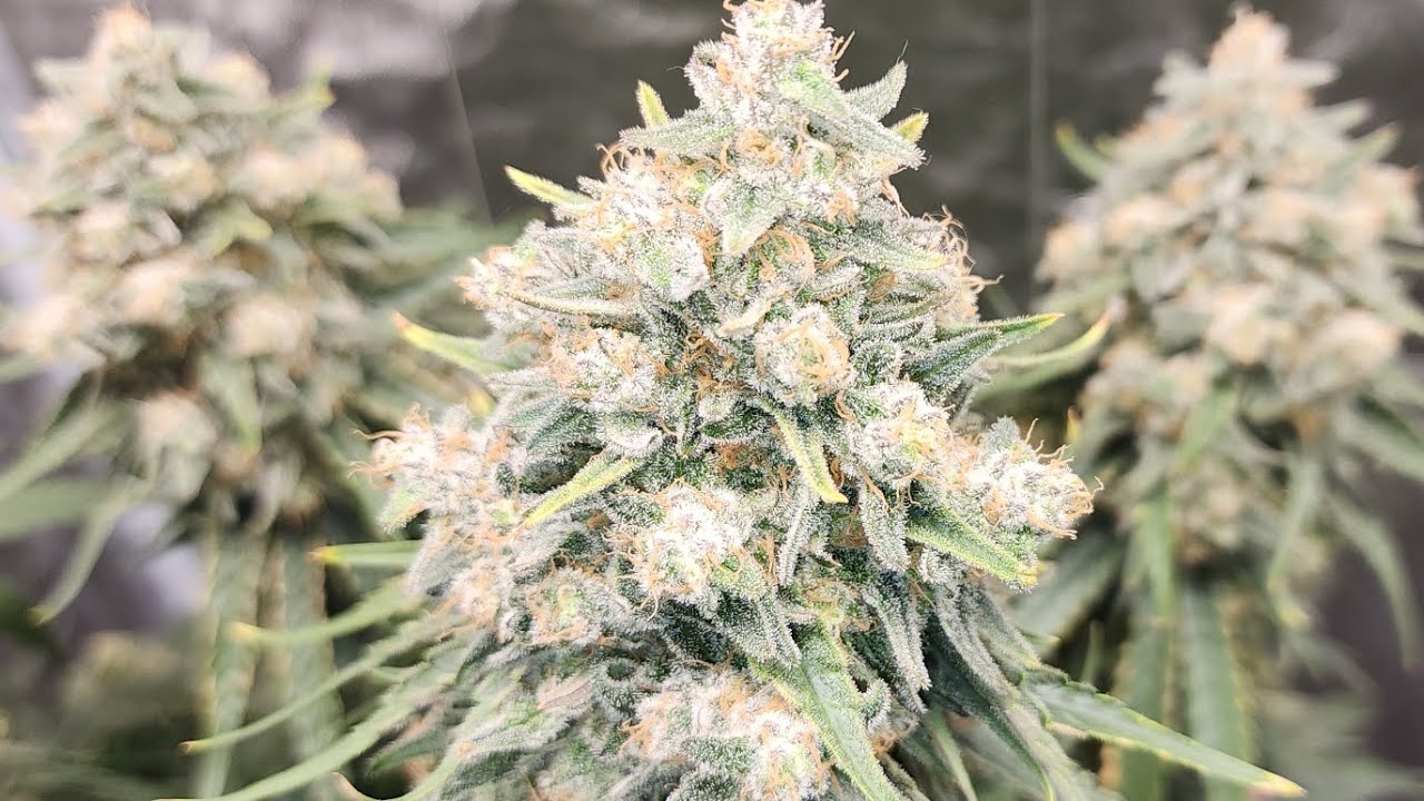 Day before harvesting Gelato at Week 10 / Day 68 🪴 flushing since day 60