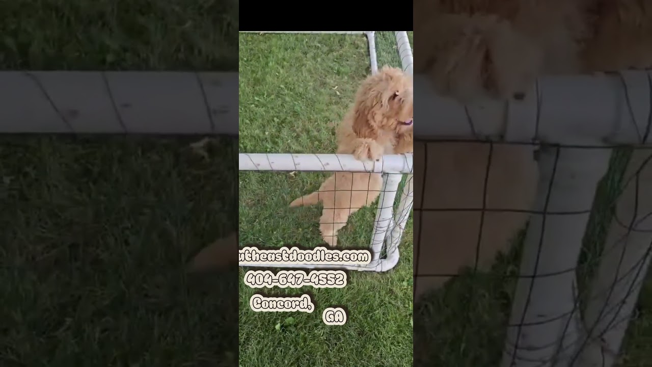 Meet Whitaker Video