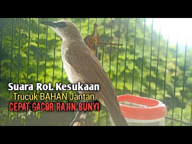 Trucuk BETINA memanggil jantan Suara KESUKAAN untuk Pancingan Trucukan gacor jantan BAHAN class=