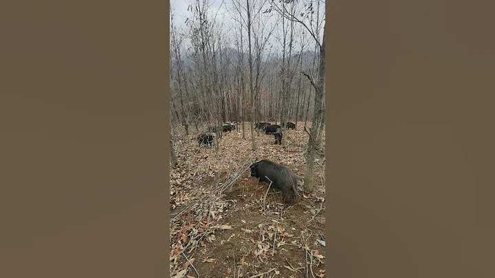 Wild Pig Living in Mountain 🐗 ⛰️ #warthog #animal #short #viral #wildboar #wildpig #wildlife