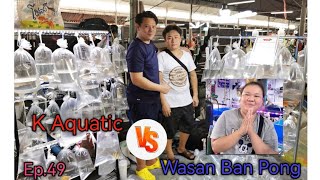 K Aquatic​ &​ Wasan​ Ban Pong​ Fish​ Shop​🐟Ep.49