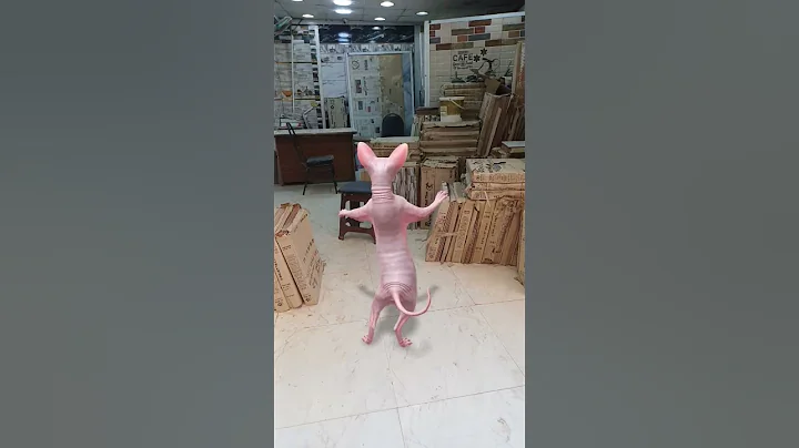 Video 10925741: sphynx cat cutecat kitten, sphynx cat loving kitten, sphynx cat funny kitten, sphynx kitten cute cat, cutecat dancing funnycats
