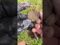 #metaldetecting #metaldetect #fyp #treasure #foryou #onthisday