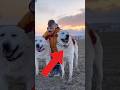 TOP THREE DOGS ONLY FOR FARM OWNERS