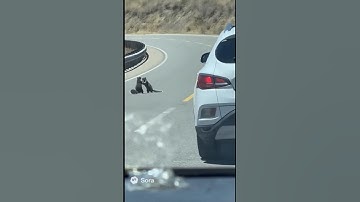 When a Fight Breaks Out and STOPS Traffic – You Won’t Believe Why! 🐿️😂 #funnyshorts #roadtrip