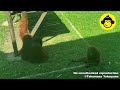 Orangutan in Borneo, Malaysia!【Part 4】