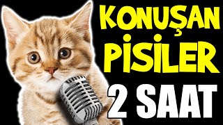Konuşan Pisiler 2 SAAT  En Komik Kedi Videoları