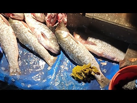 Hanif Fish @Hanif fish cutting channel is live! - YouTube