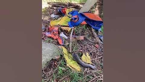 Bãi câu đẹp kênh xáng bình Mỹ củ chi