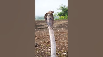 indian spectacled cobra | india cobra | cobra snake | naag | snake of india | most venomous snake |