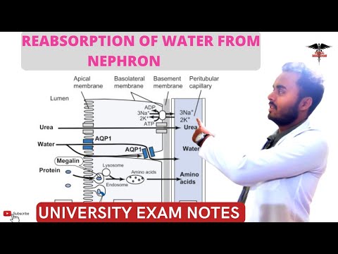 Video: Welk hormoon is nodig voor facultatieve waterreabsorptie?