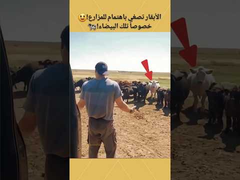 الأبقار تصغي باهتمام للمزارع خصوصا تلك البيضاء