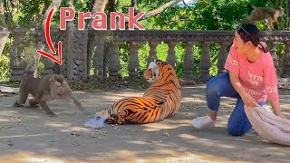 Fake Tiger Prank Monkey So Funny in 2020