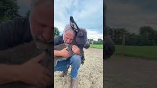 Baby donkey loves her daddy! #shorts #animals #onehappyassfarm #farmlife #donkeys #therapy