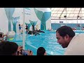 Dolphin show thailand