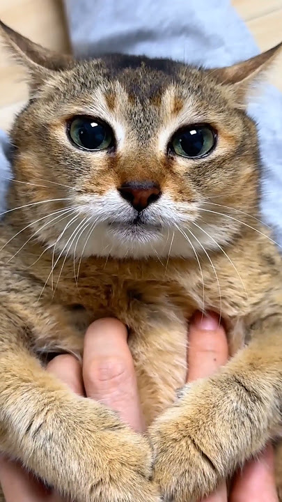 Tole Tole 😽 #cat #catsoftiktok #cats #fyp #kucing #pet #kitten #kittensoftiktok  #india #trending