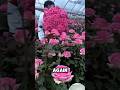 Why are farmers suddenly cultivating flowers like this! 🌹