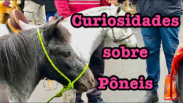 Como cuidar de pônei?