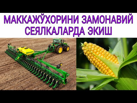 Video: Heucheraning Zamonaviy Navlari