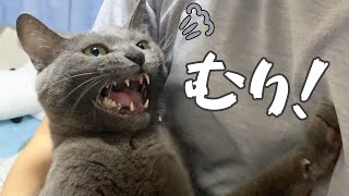 娘がいなくて寂しがってる猫をパパが構ったらこうなりました